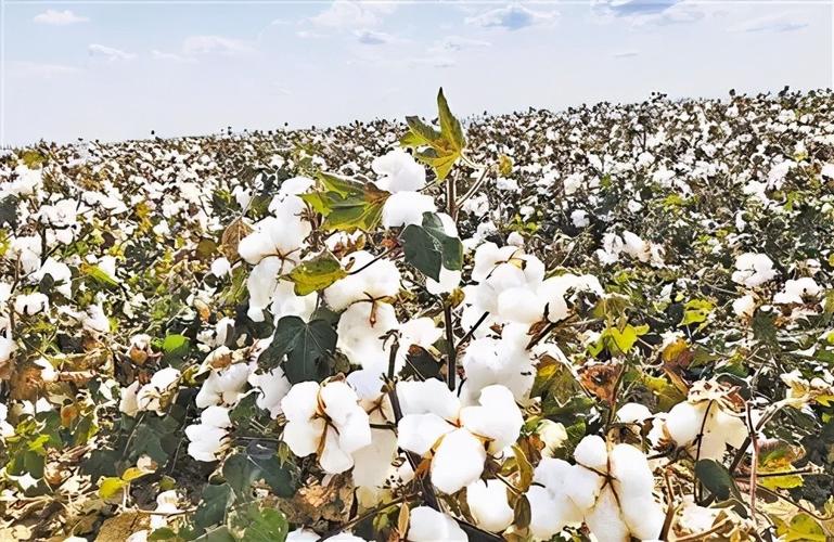 中国棉花的种植采摘有多高科技不仅机械化而且智能化