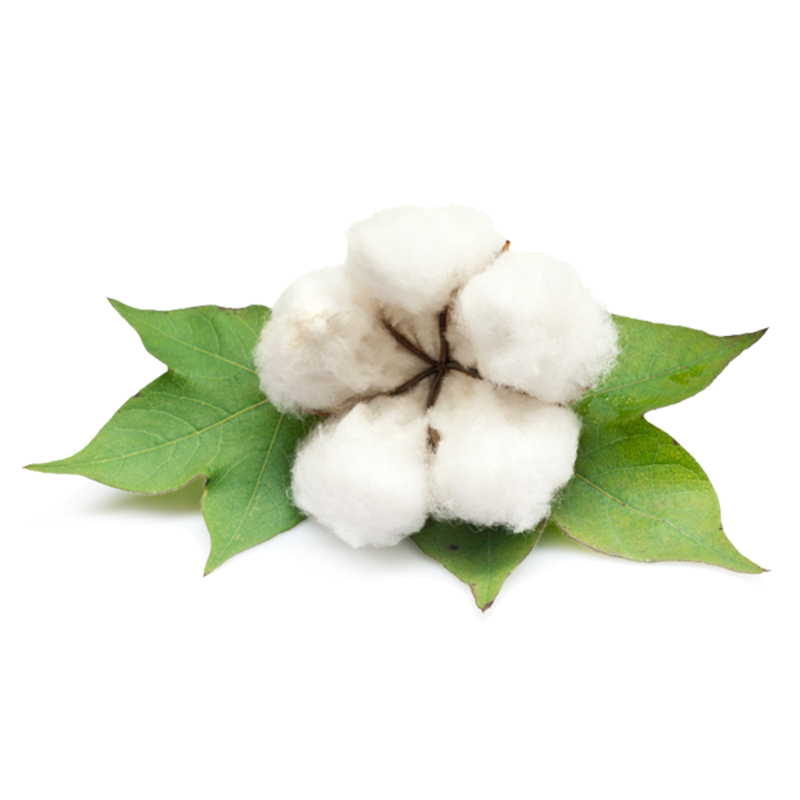 冀联棉花种子 棉花种子 高产转基因抗虫棉花籽大田用种棉花籽农用