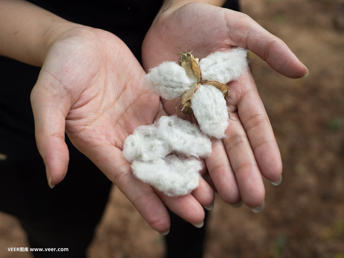 新鲜的棉花种子从自然手中