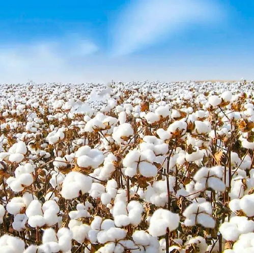 新疆棉花主要产自哪里