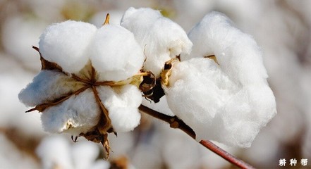 中国的棉花主要生产地在哪?